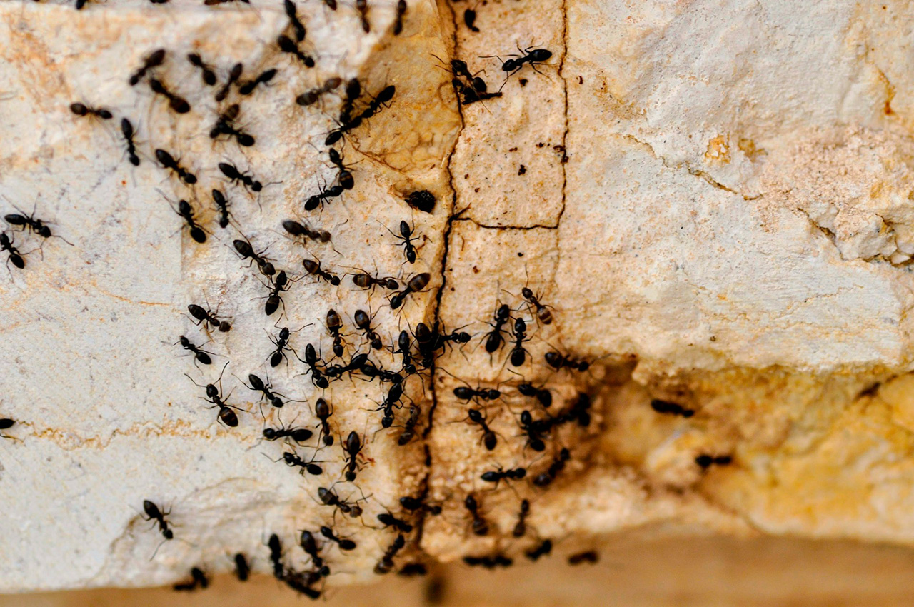 Residential Pest Control