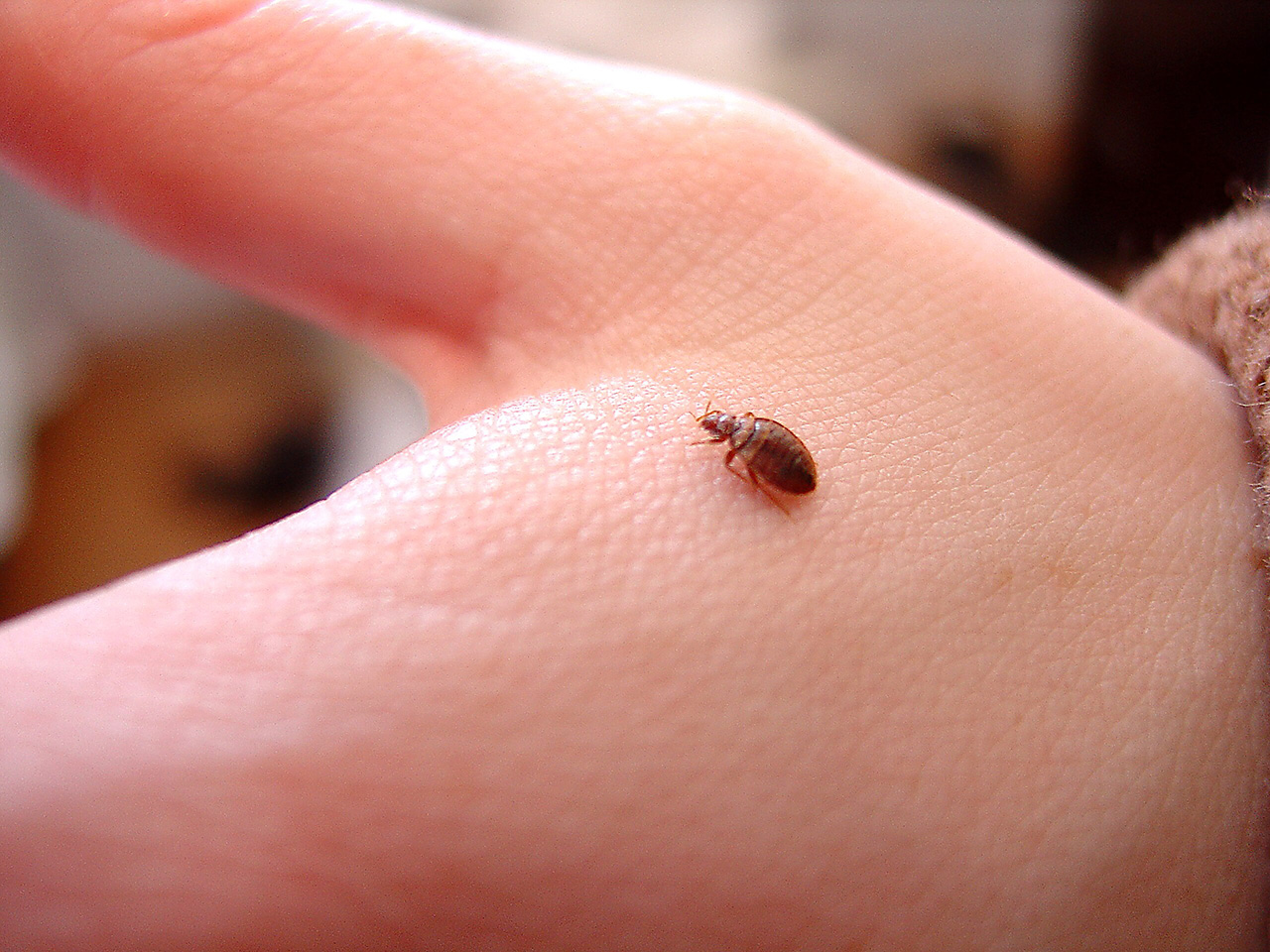 Bed Bug Elimination