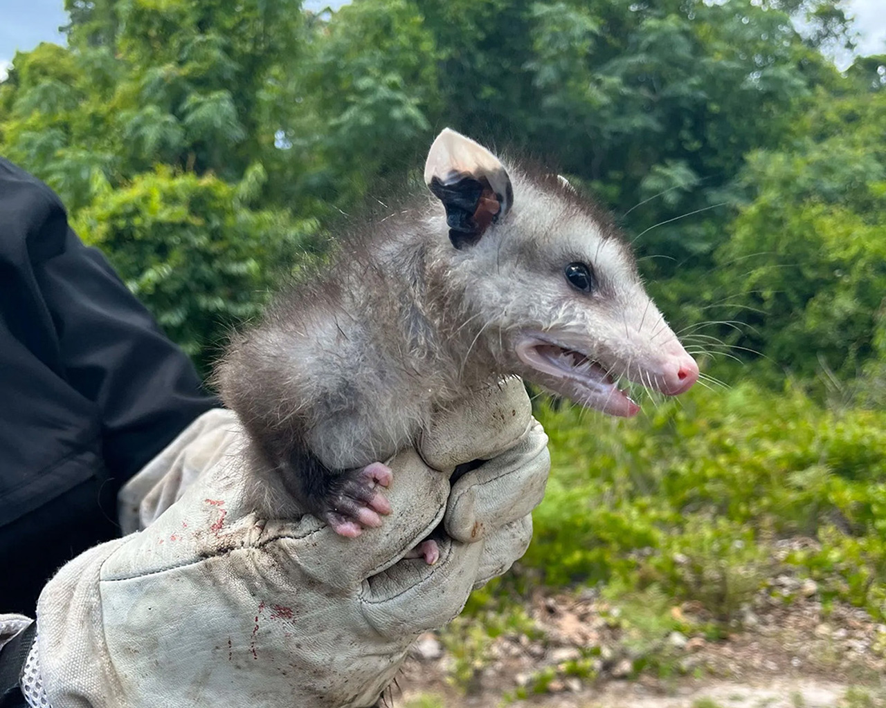 Rodent Control