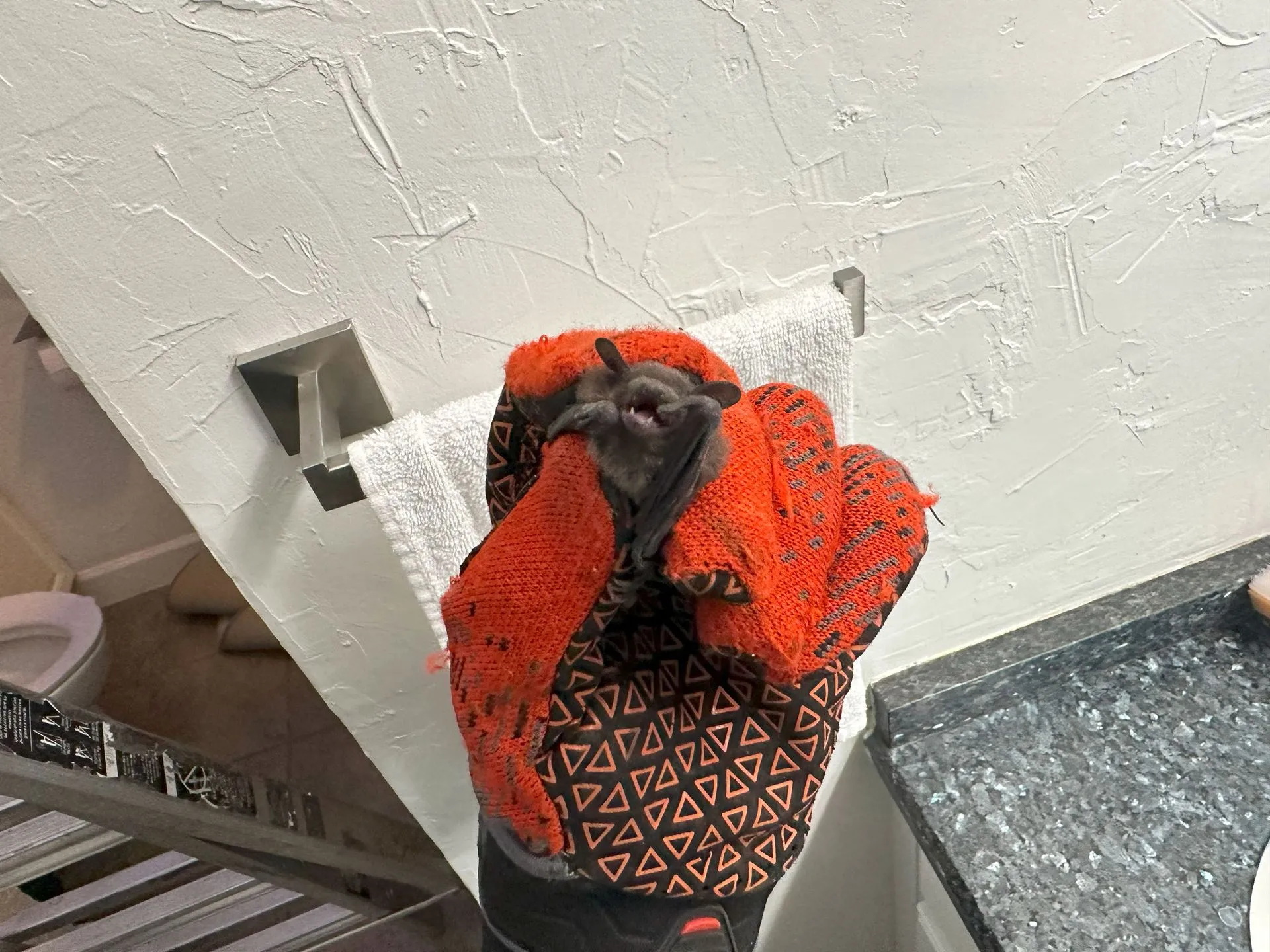 Wildlife Removal Service